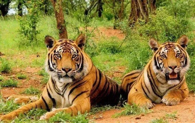 sariska national park