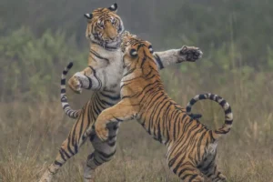 Kanha National Park